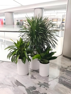 宁波余姚绿植租赁专业 宁波余姚绿植租赁专业